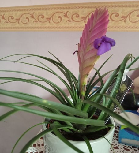 Nome: Tillandsia guatemalensis - cognome Bromeliaceae